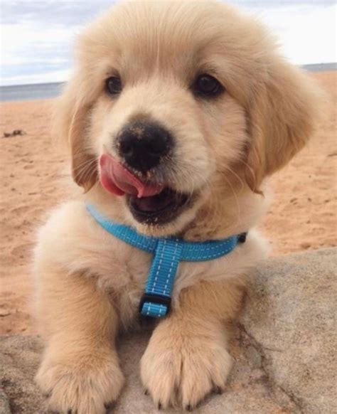 They're such a special breed that we felt they needed a compilation of cuteness of their own. . Golden retriever pfp